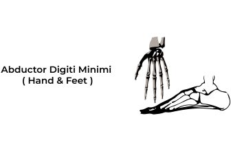 Abductor-Digiti-Minimi-Hand-Foot