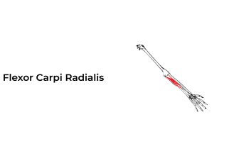 Flexor-Carpi-Radialis