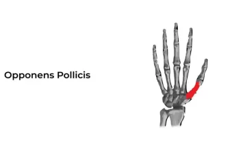 Opponens-Pollicis-Recovered-01-1024x576