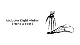 Abductor Digiti Minimi (Hand & Foot)