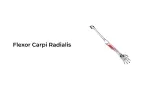 Flexor Carpi Radialis