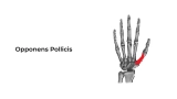 The Opponens Pollicis: Anatomy, Functions, Medical Conditions, and Treatment