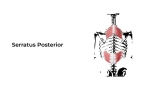 Serratus Posterior